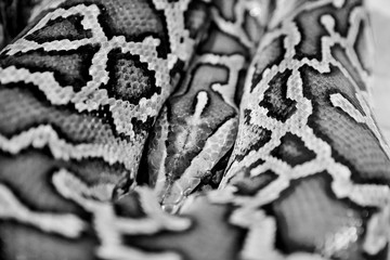 Close up of a python snake skin abstract textured