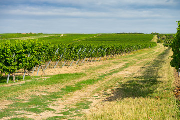 Fototapeta na wymiar Blick über Weinreben neben einem Feldweg in Rheinhessen