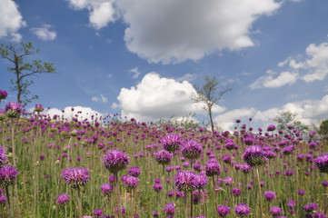 Obraz premium Glade with bright lilac flowers against the sky and clouds. 