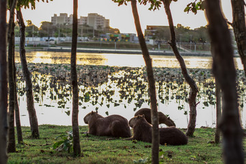 Parque das &aacute;guas Cuiab&aacute;