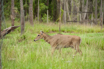 deer portrait