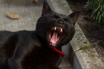 A predatory black cat yawns, exposing white fangs. A predatory black street cat is resting on the sidewalk. A black cat with green eyes lies on the sidewalk and looks into the camera lens.