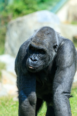 Obraz premium Gorilla