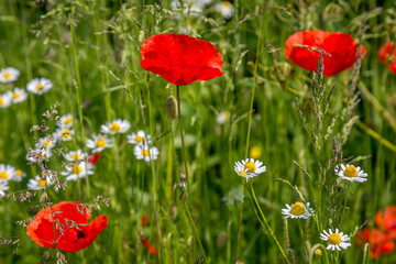 Daisies and poppies in a grassy field in France, with a shallow depth of field