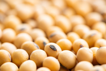 Soybean macro shot for background