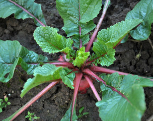 Winter radish grows in the soil