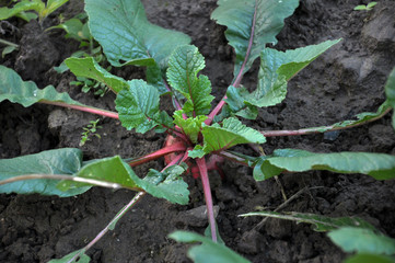 Winter radish grows in the soil