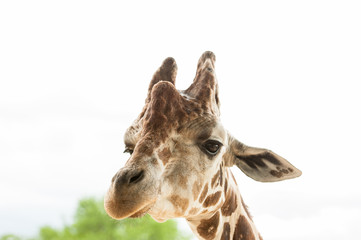 Naklejka premium giraffe portrait