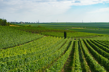 Fototapeta na wymiar Weinreben Anpflanzung mehrerer parallel verlaufender Reihen mit Rebstöcken