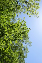 新緑と青空