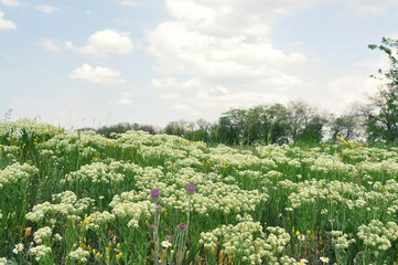 Glade with with different wildflowersagainst the sky and clouds.
