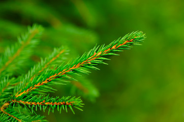 Abstract background from conifer evergreen pine tree branches, natural outdoor christmas hipster concept