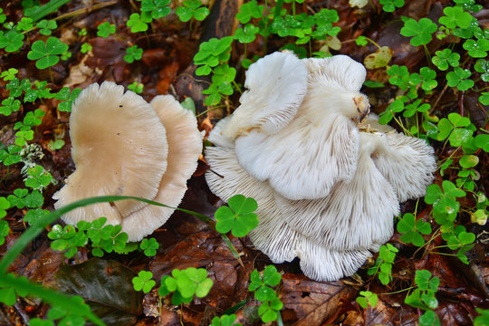 mushroom harvest