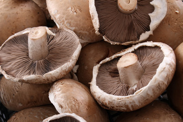 fresh uncooked mushrooms