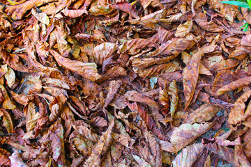 Dry chestnut leaves background
