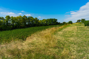 Fototapeta na wymiar Feldweg neben einem Weinberg in Rheinhessen an einem Sommertag mit blauem Himmel