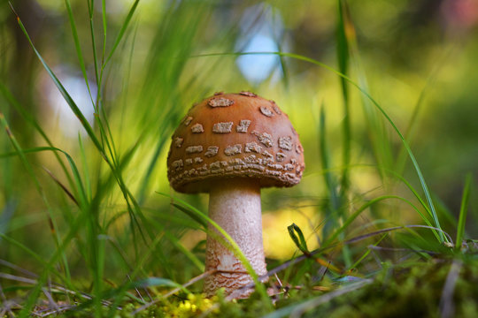 amanita rubescens mushroom, the blusher