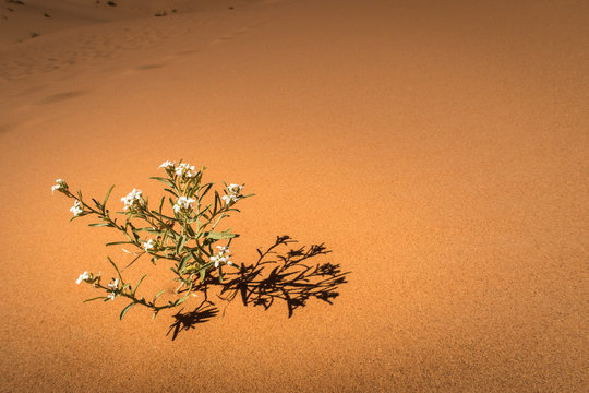 weiße Blume in der Wüste