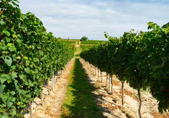 Blick auf weinreben in rheinhessen vor der Traubenernte