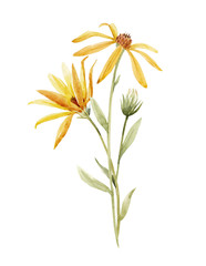 Watercolor topinambur illustration