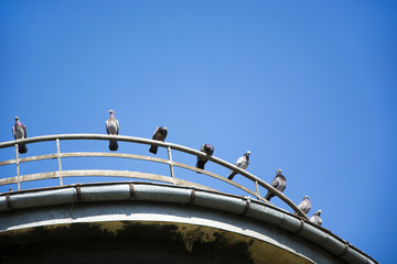 Pigeons on the balcony - obrazy, fototapety, plakaty