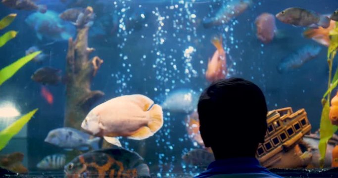 The boy's head against a large aquarium with fish