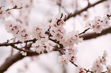 Blossoming of the apricot tree in spring time with white beautiful flowers. Macro image with copy space. Natural seasonal background.