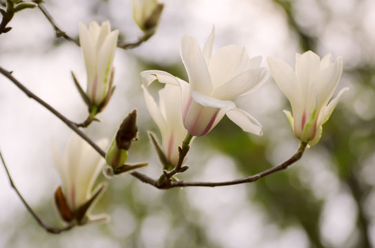 Fototapeta Blossoming of magnolia white flowers in spring time, retro vintage hipster image