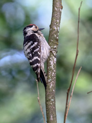 Lesser Spotted Woodpecker