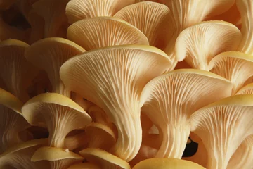 Badkamer foto achterwand fresh uncooked mushrooms © neillangan