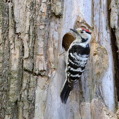 Lesser Spotted Woodpecker