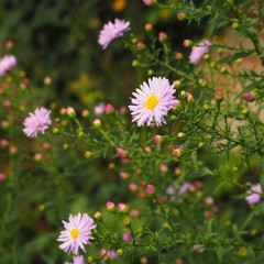 Blume im Herbst