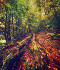 Beautiful autumn landscape with fallen dry red maple leaves, path through the forest and green trees