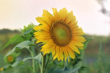 Fototapeten Sonnenblume © emieldelange