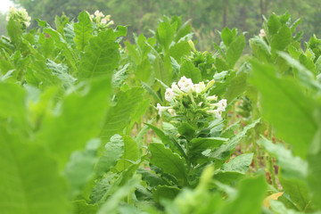 Tobacco plantation