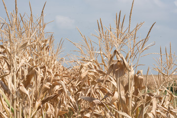 Vertrockneter Mais in Süddeutschland