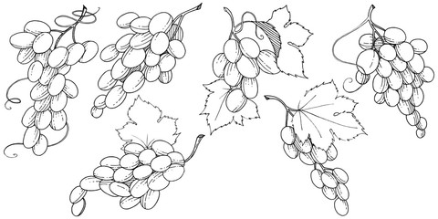 Grape healthy food in a vector style isolated. Full name of the fruit: grape. Vector wild fruit for background, texture, wrapper pattern or menu.