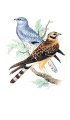Fototapeta premium Illustration of bird