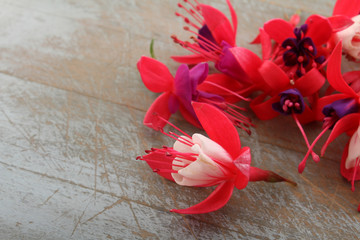 edible fuscia flowers