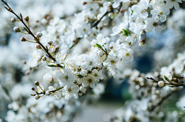 Blossoming of the apricot tree in spring time with white beautiful flowers. Macro image with copy space. Natural seasonal background.