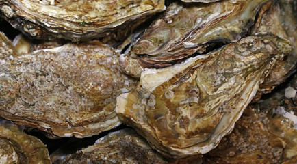 Fototapeta na wymiar Close up fresh catch of oysters on market