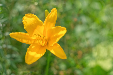 Yellow Daylily with bokeh background.