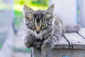 A small gray striped kitty lays on a chair and looks carefully ahead_