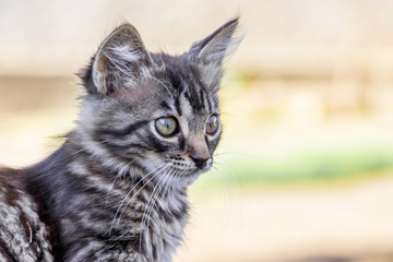 Obraz premium Portrait of a small gray striped kitten who looks carefully ahead_