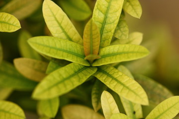 a green leaf plant