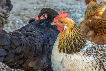  motley chickens grazing in the farmyard yard