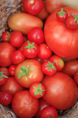 Tomatoes in a basket on a wooden background. Autumn harvest. Harvesting in summer and autumn. Homemade vegetables.