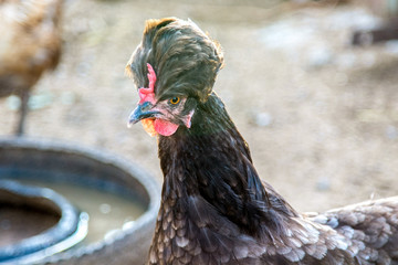  bird portrait of a black crested hen on a farm