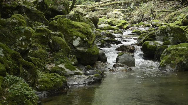 苔むした石と飯干川の流れ