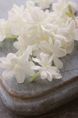 edible flowers jasmine